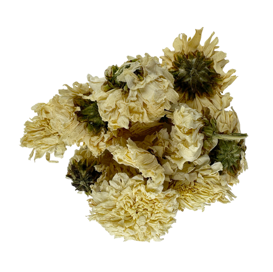 Chrysanthemum Flower